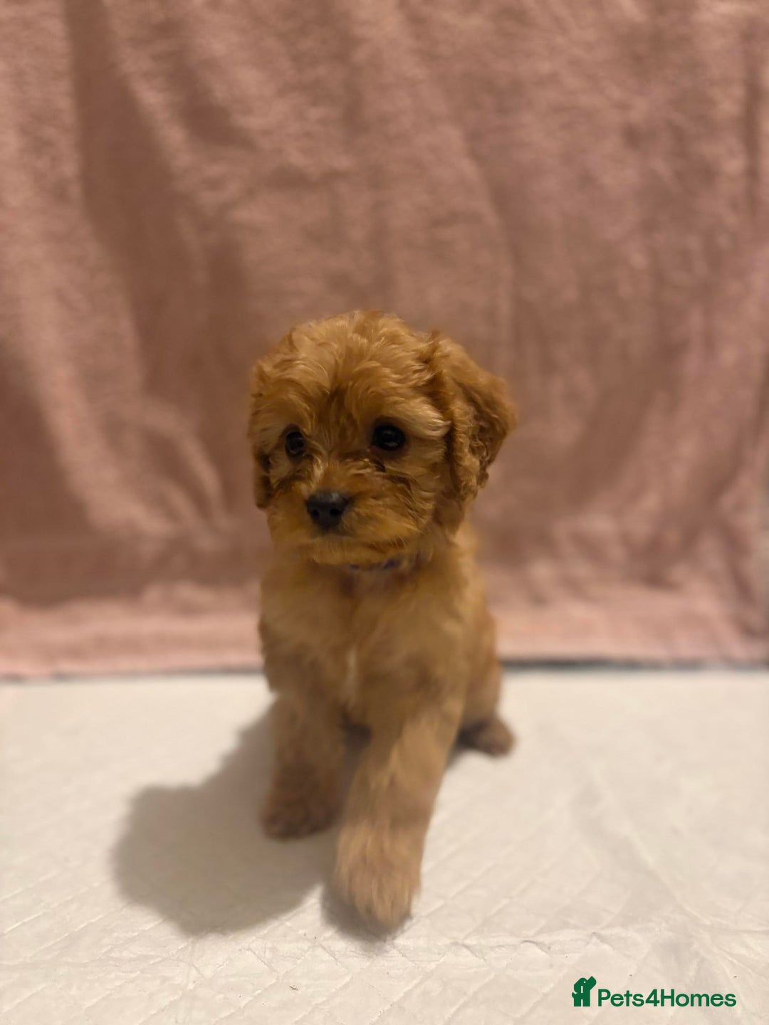 Cavapoo dogs for sale: Adorable red cavapoo pups - Advert 11