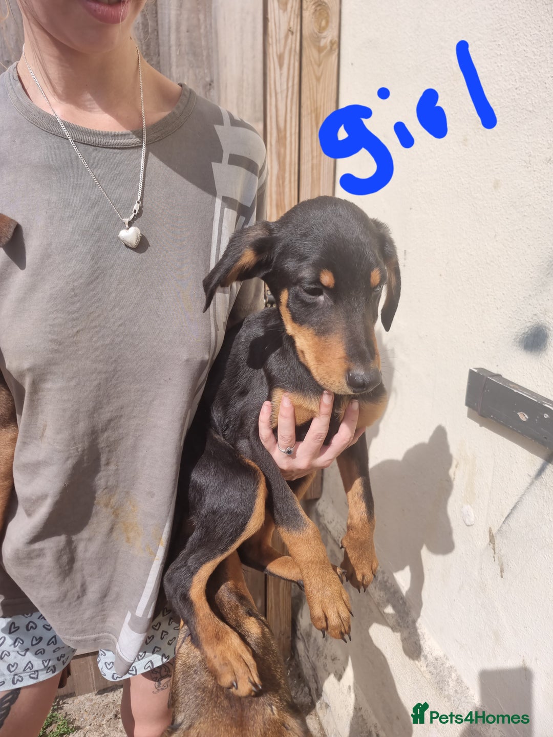 Mixed Breed dogs for sale: Doberman X Labrador puppies  - Image 3