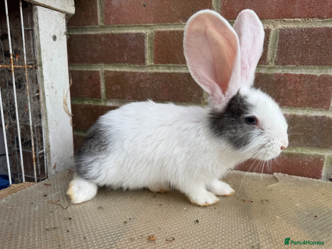 Mixed Breed rabbits for sale: Giant rabbit babies  - Advert 7