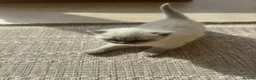British Shorthair cats for sale: FULL PEDIGREE SHORTHAIR KITTENS IN THE COTSWOLDS - Advert 4