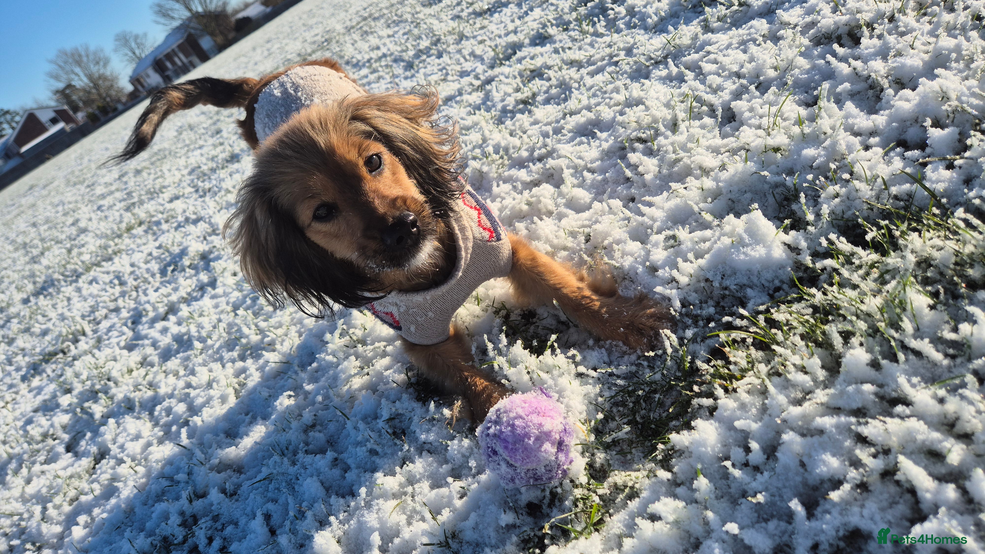 Mixed Breed dogs Ruby  - Advert 1