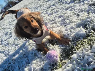 Mixed Breed dogs Ruby - Advert 1