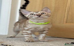 Bengal cats for sale: 💚Marvellous Mink💚 Male Bengal TICA Reg - Image 10