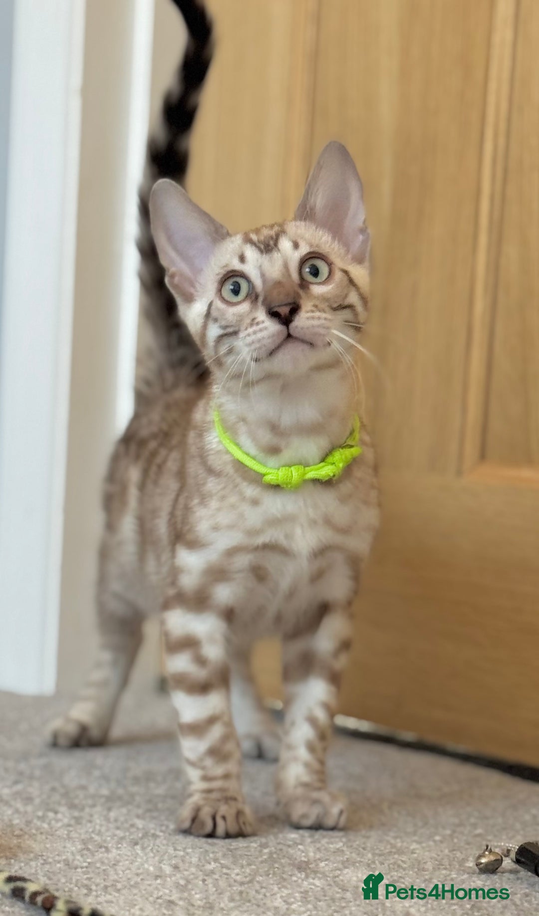 Bengal cats for sale: 💚Marvellous Mink💚 Male Bengal TICA Reg - Image 10