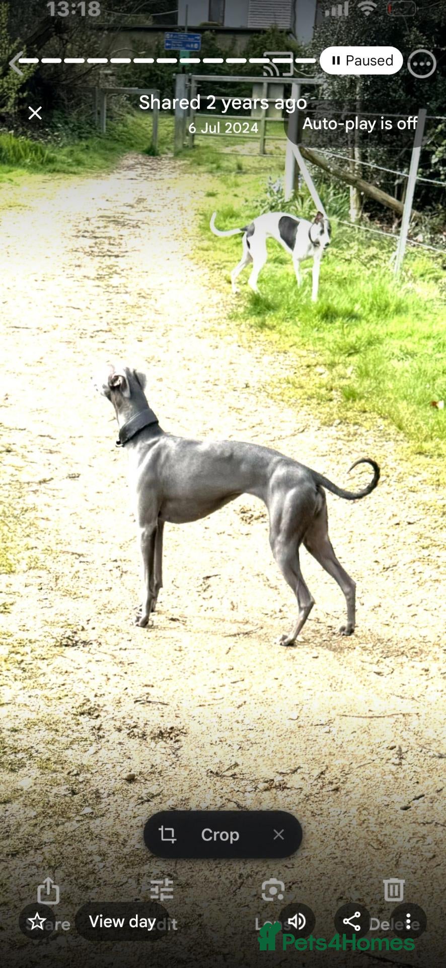 Whippet dogs Mature Blue Whippet  Bitch Wanted  - Advert 10