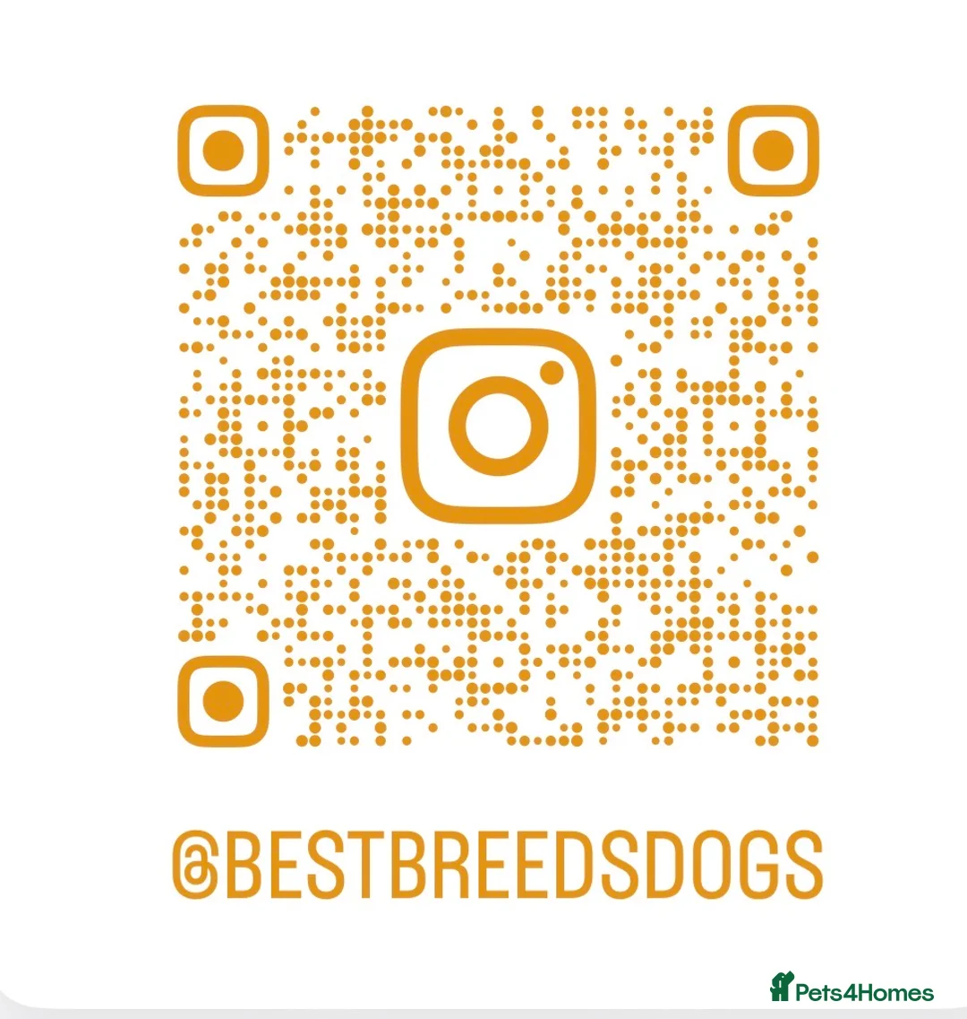 Cockapoo dogs for sale: Outstanding Cockapoo Puppies - Fully Health Tested - Advert 9