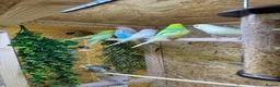Canaries birds for sale: Birds for sale budgies, canaries ect  - Advert 18