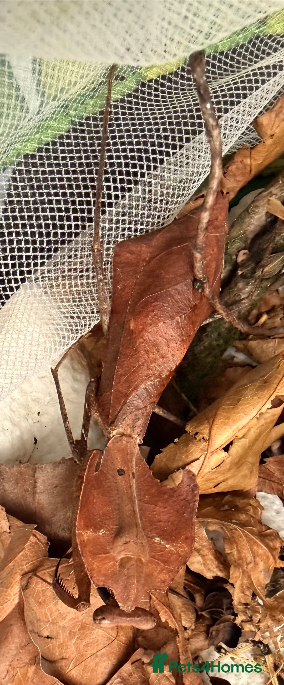 Praying Mantis invertebrates for sale: Malaysian leaf praying mantis For Sale in Boston - Advert 3