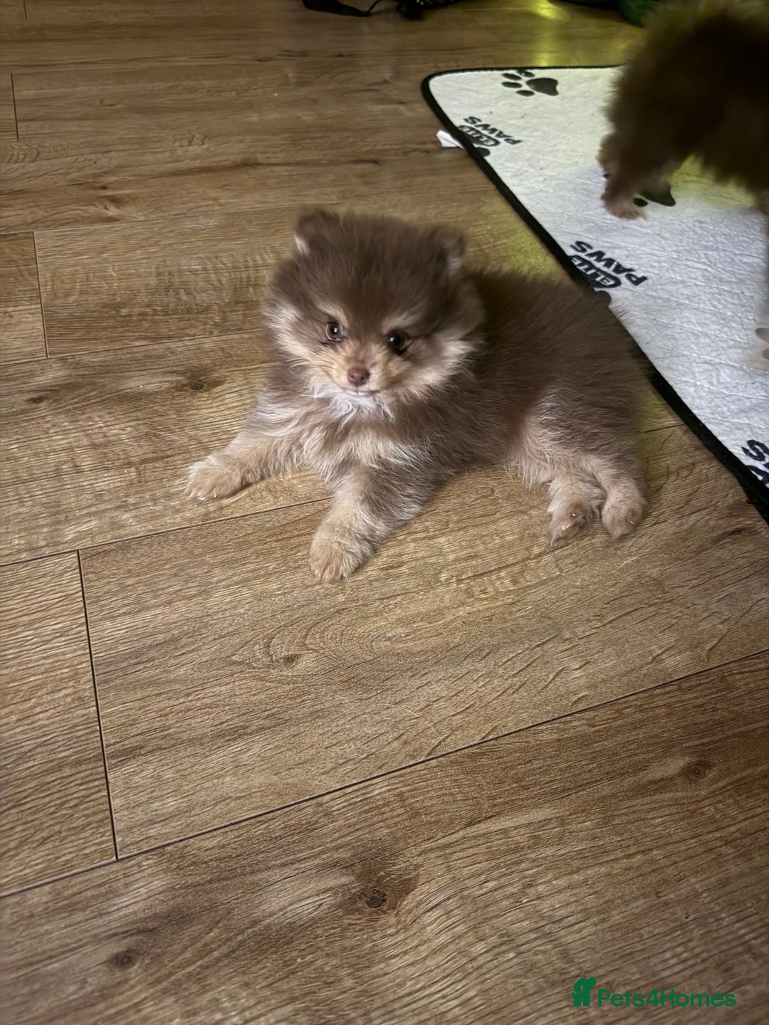 Pomeranian dogs for sale: 2 beautiful Pomeranian's left, boy/girl - Advert 2