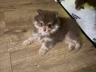 Pomeranian dogs 2 beautiful Pomeranian's left, boy/girl - Advert 4