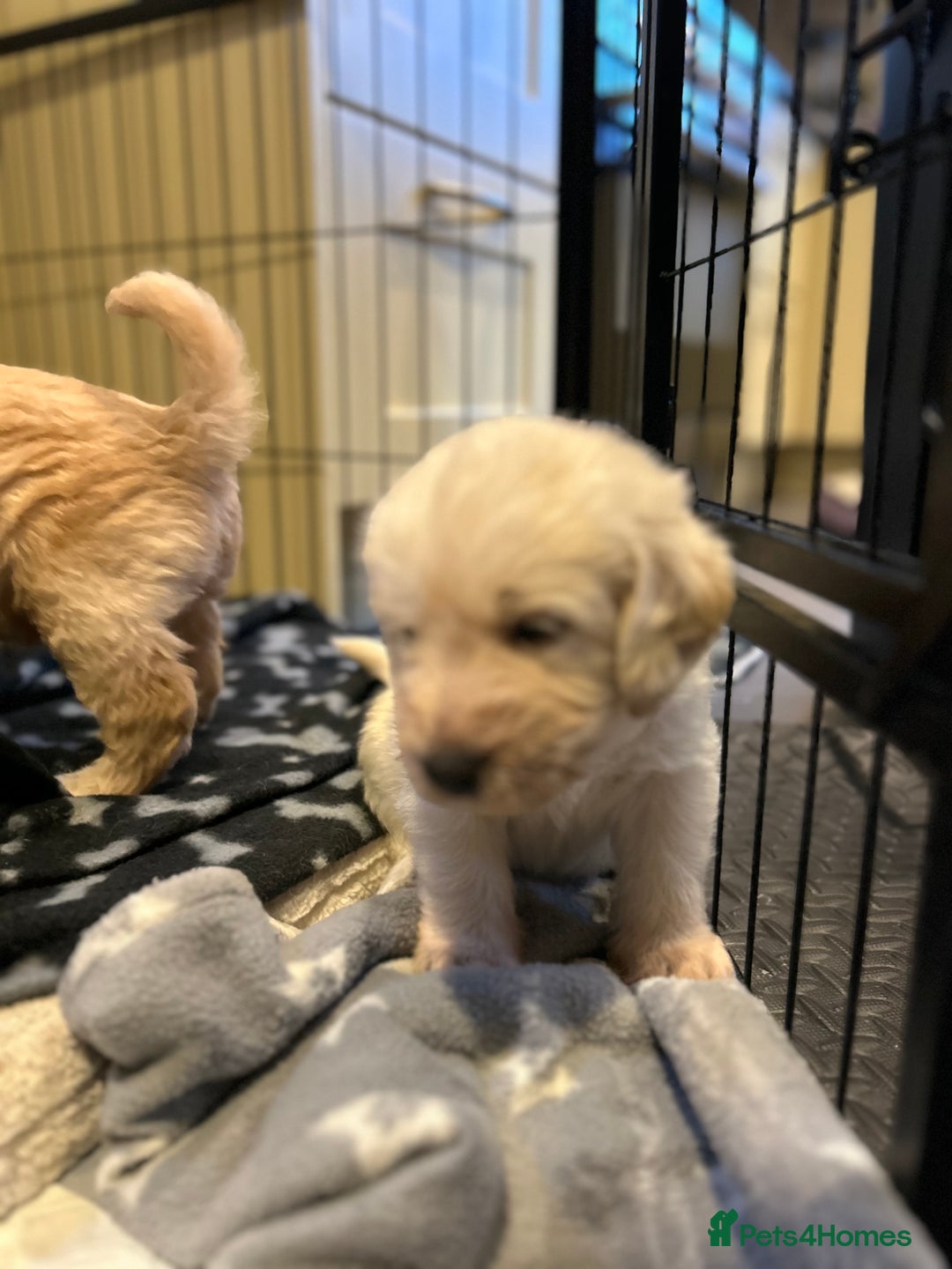 Labradoodle dogs for sale: Gorgeous labradoodle puppy  - Image 14