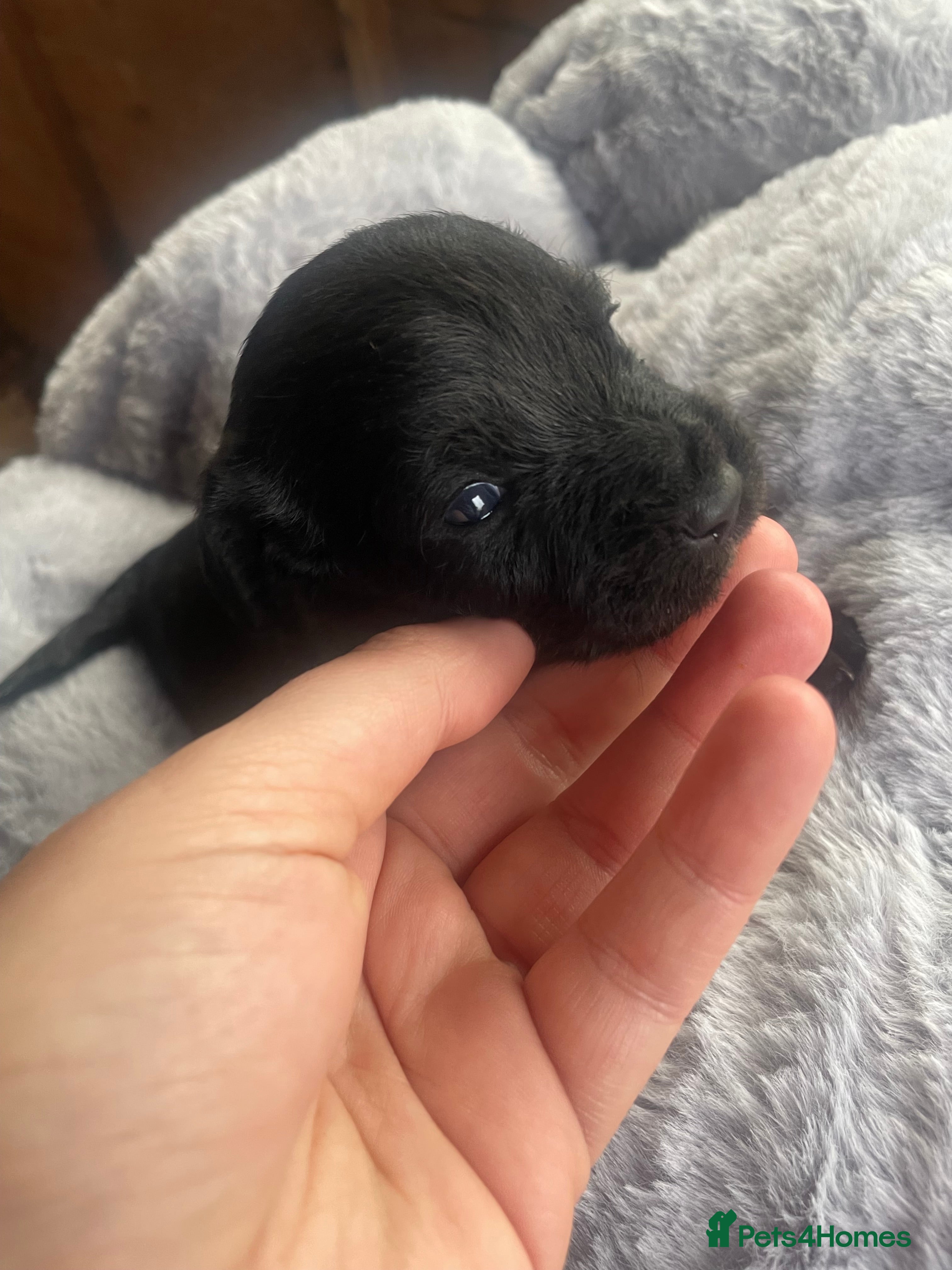 Mixed Breed dogs Doxie poo stunning puppies  - Advert 1