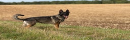 German Shepherd dogs for sale: Beautiful KC German Shepherd Puppies  - Advert 5