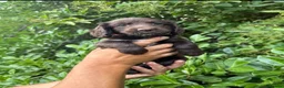 Sprocker dogs for sale: 6 sprocker  - Advert 3