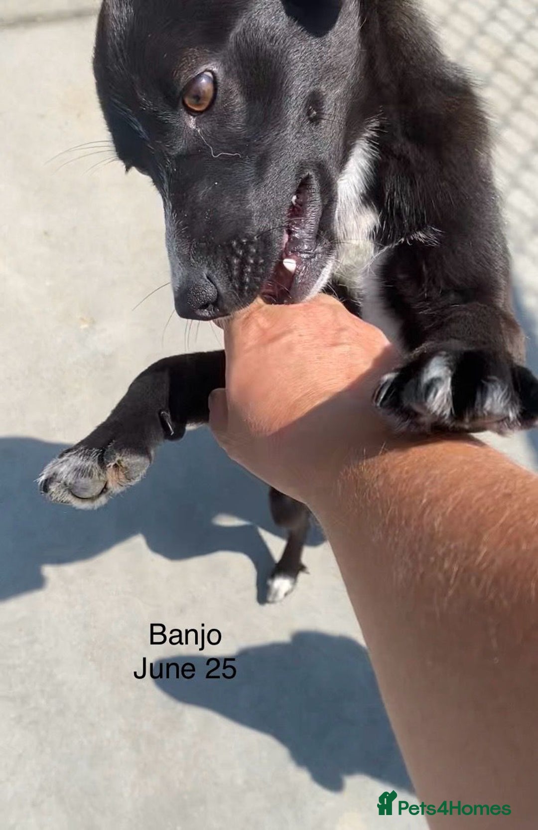 Mixed Breed dogs for adoption: Banjo, 1 yr approx. Available for adoption. - Image 13