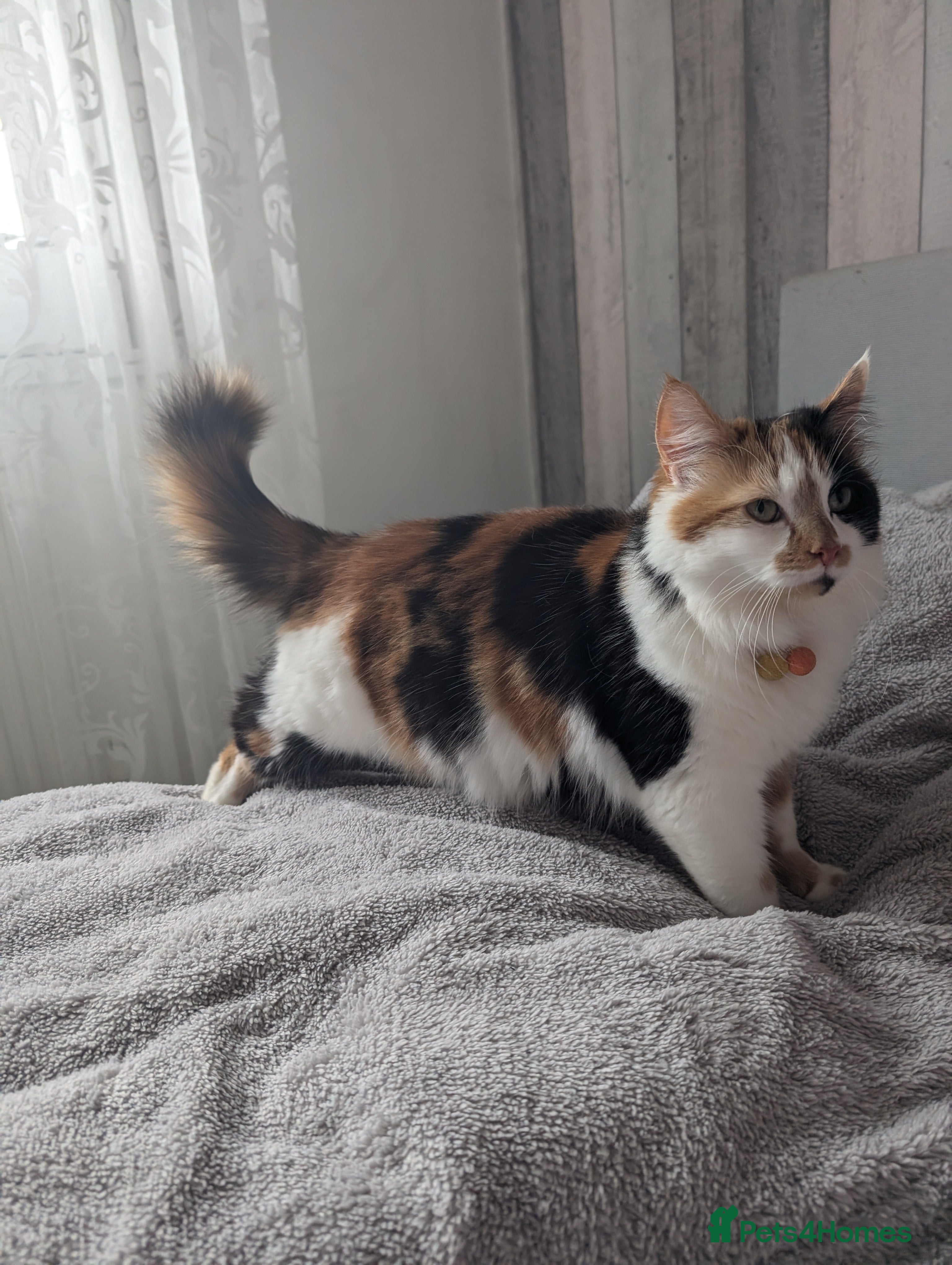 Mixed Breed cats Cat 🥰 - Advert 7