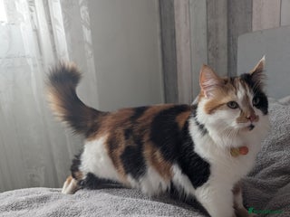 Mixed Breed cats Calico female 🥰 - Advert 1