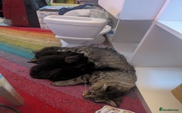 Mixed Breed cats for sale: Black FLUFFY kittens ❤️ - Image 4