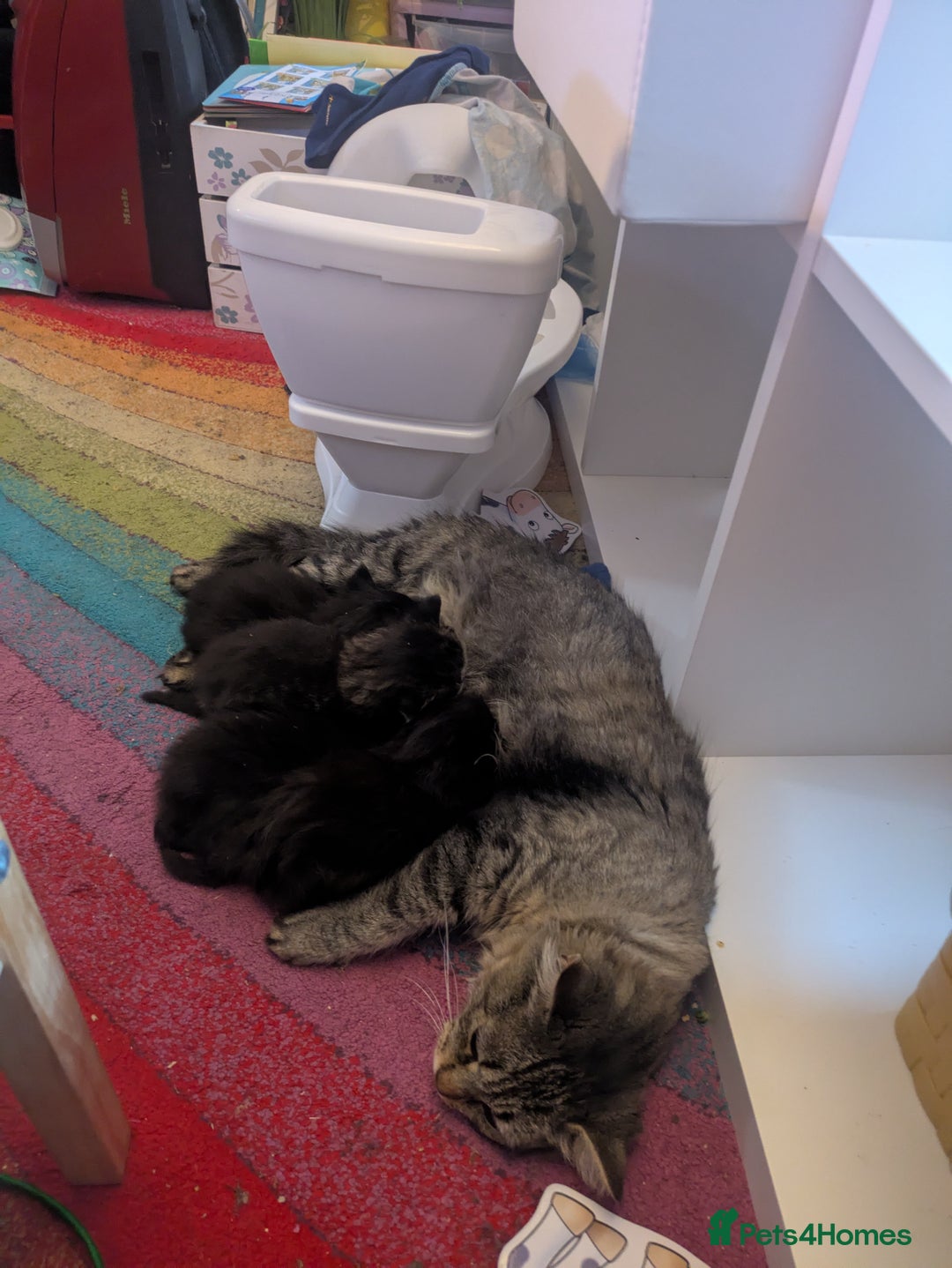 Mixed Breed cats for sale: Black FLUFFY kittens ❤️ - Image 4