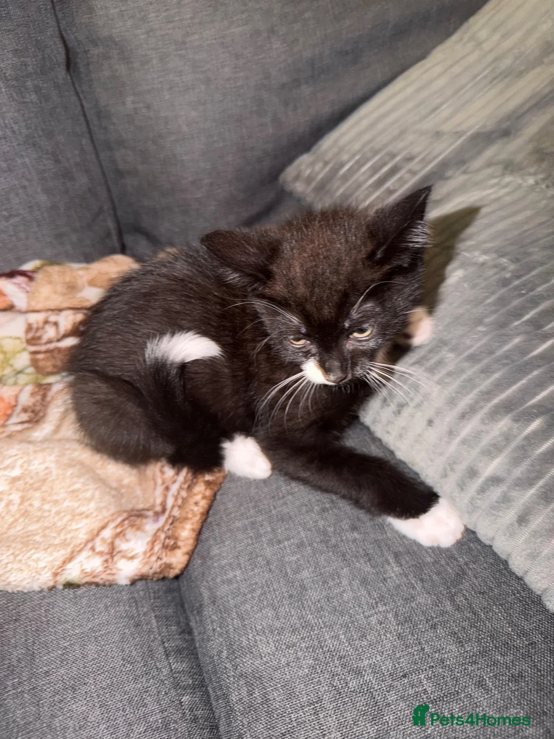 American Shorthair cats for sale: tuxedo/tortoiseshell kitten in London - Advert 2