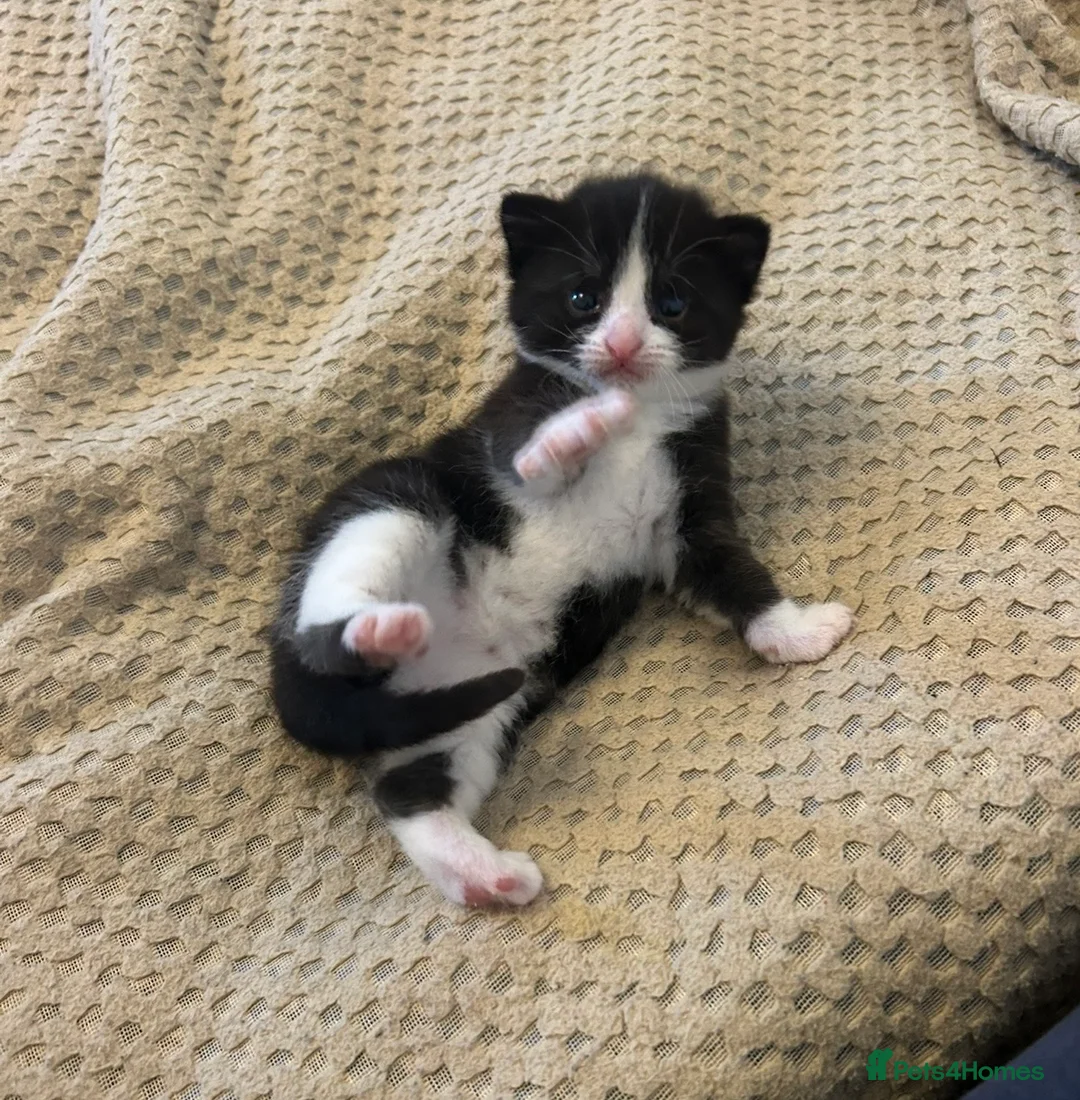 Domestic Shorthair cats for sale: 2 friendly adults and 3 lovely kittens  - Advert 2