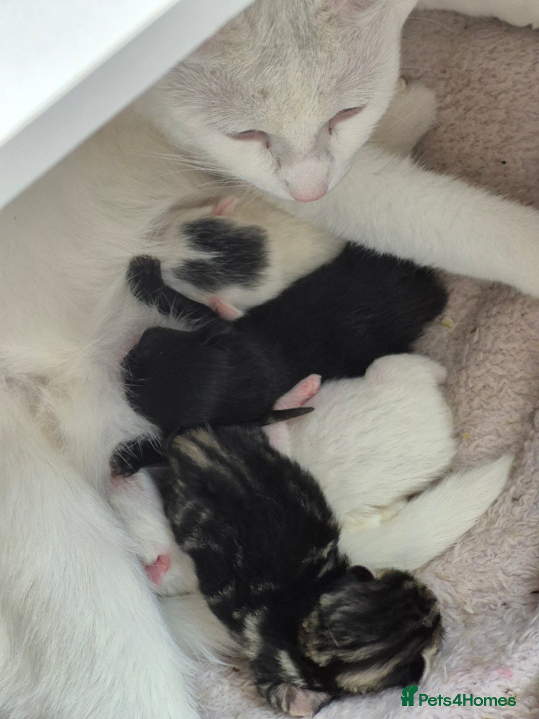British Shorthair cats for sale: Boy kitten - Image 1