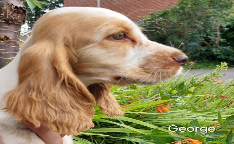 Cocker Spaniel dogs - Advert 2