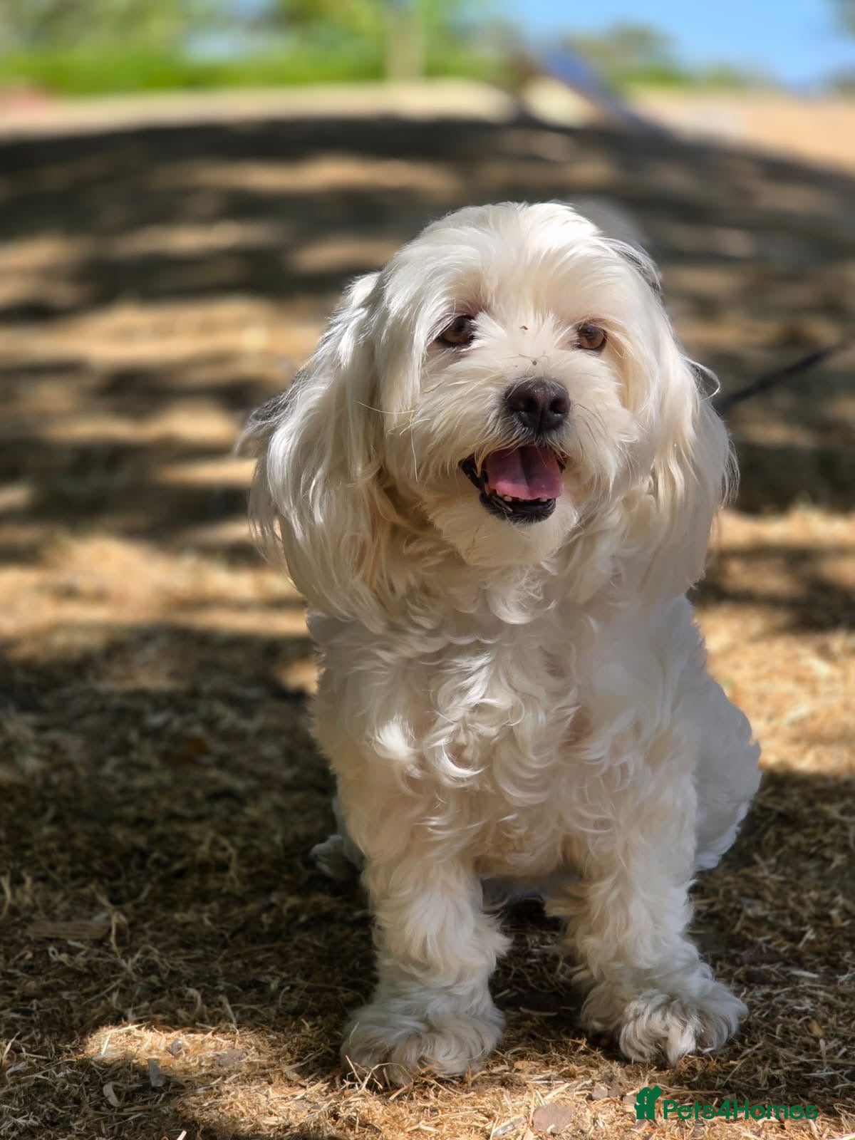 Bichon Frise dogs Bishon havanez - Advert 23