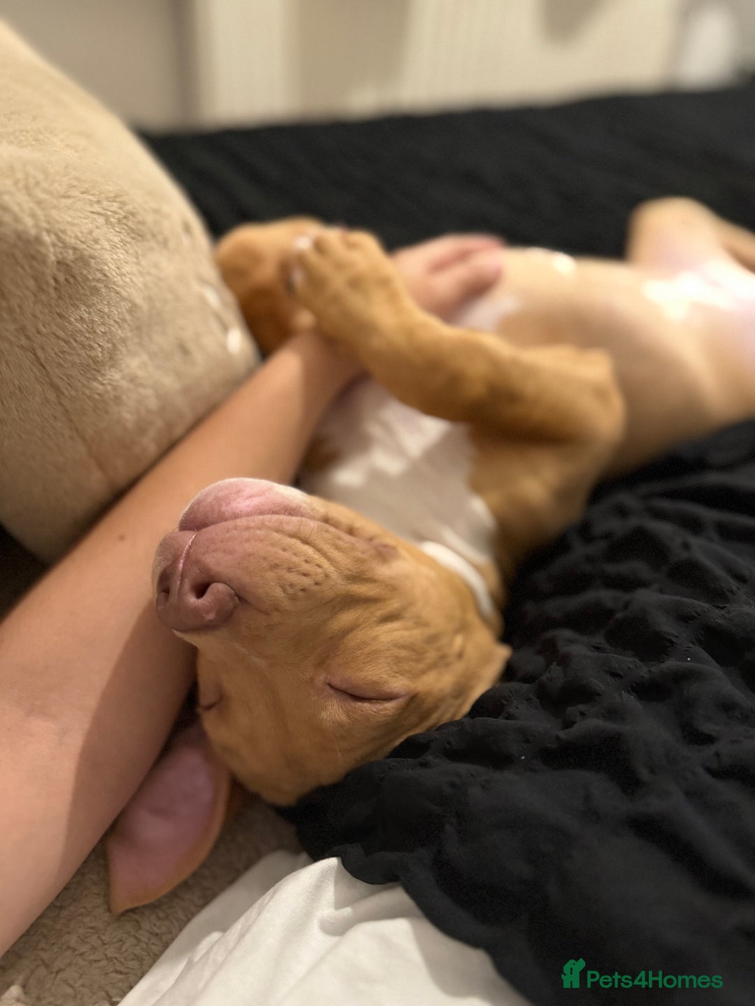 Staffordshire Bull Terrier dogs for sale: Staffordshire bull terrier for sale  - Image 5