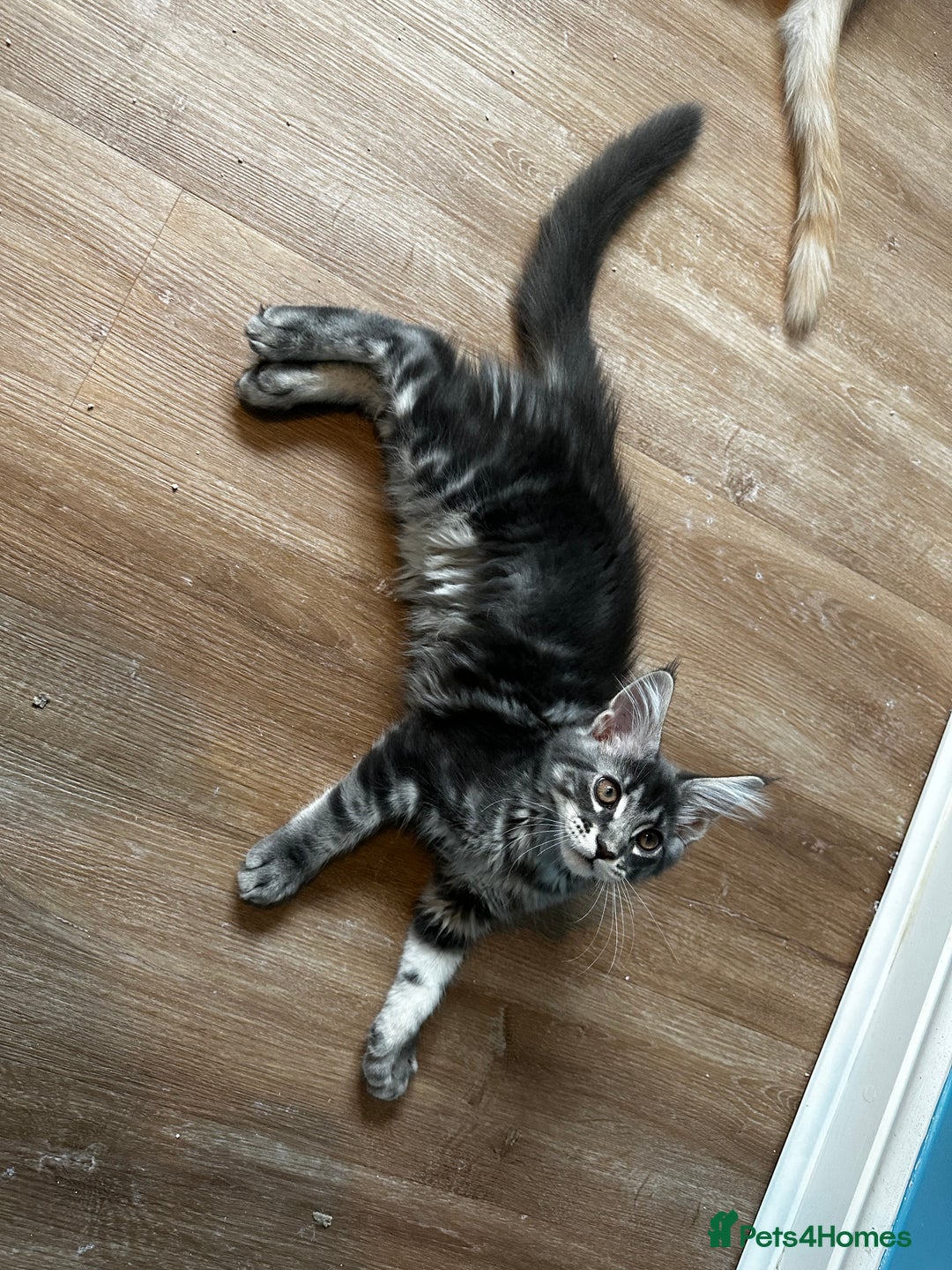 Maine Coon cats for sale: GCCF Registered Maine Coon Kittens *2 left* - Image 15
