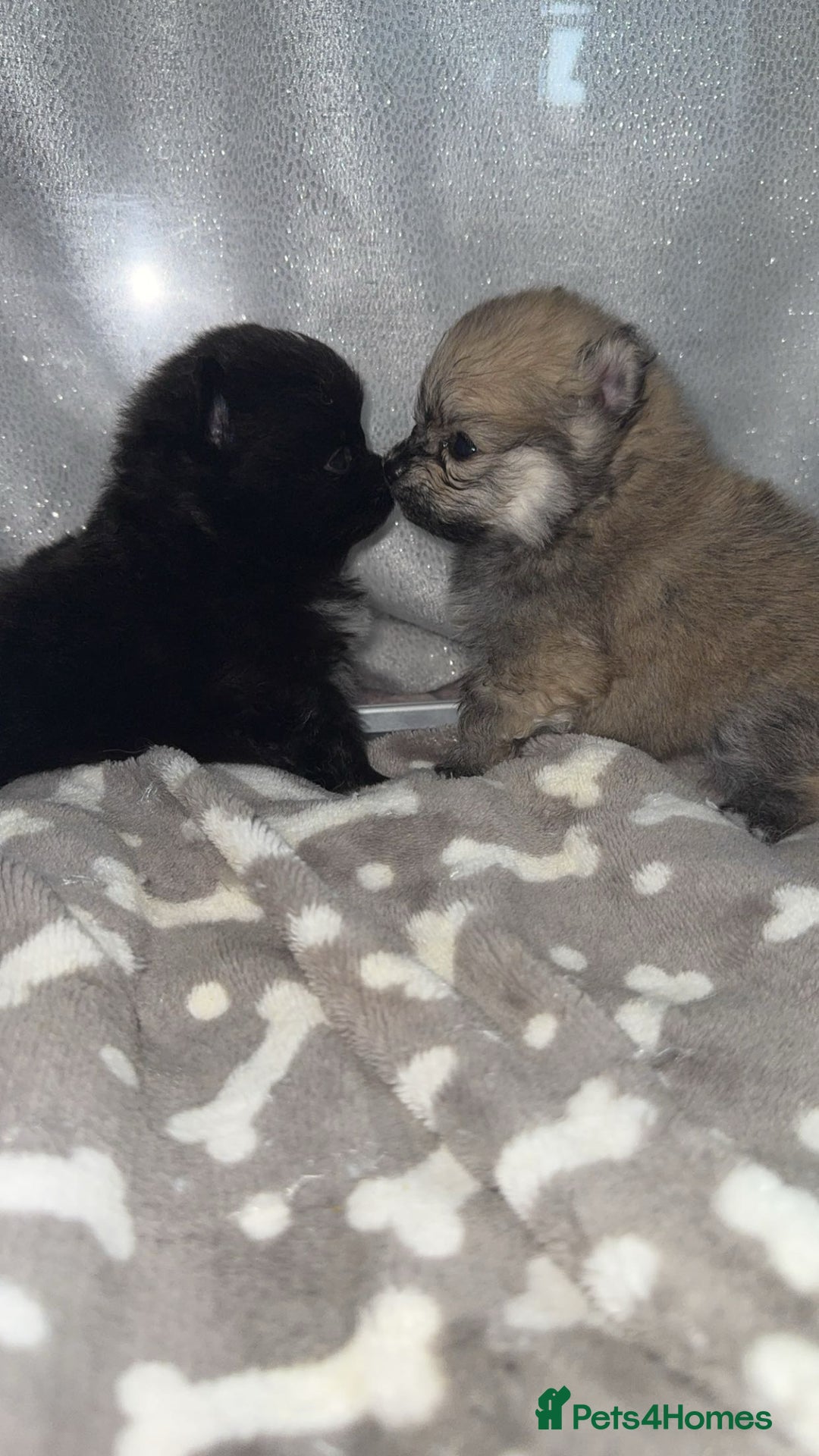 Pomeranian dogs for sale: Pomeranian pups🩵🩷 - Image 19