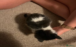 Mixed Breed cats for sale: Black and white Kittens - Image 4