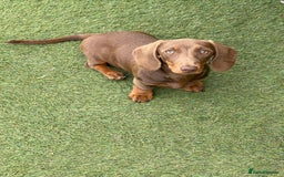 Miniature Dachshund dogs for sale: Beautiful Miniature Dachshuhds available  in Grays - Image 22