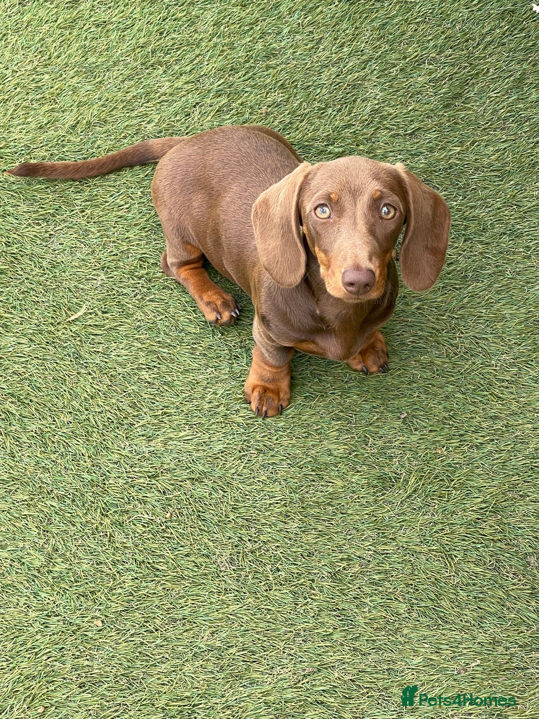 Miniature Dachshund dogs for sale: Beautiful Miniature Dachshuhds available  in Grays - Image 22