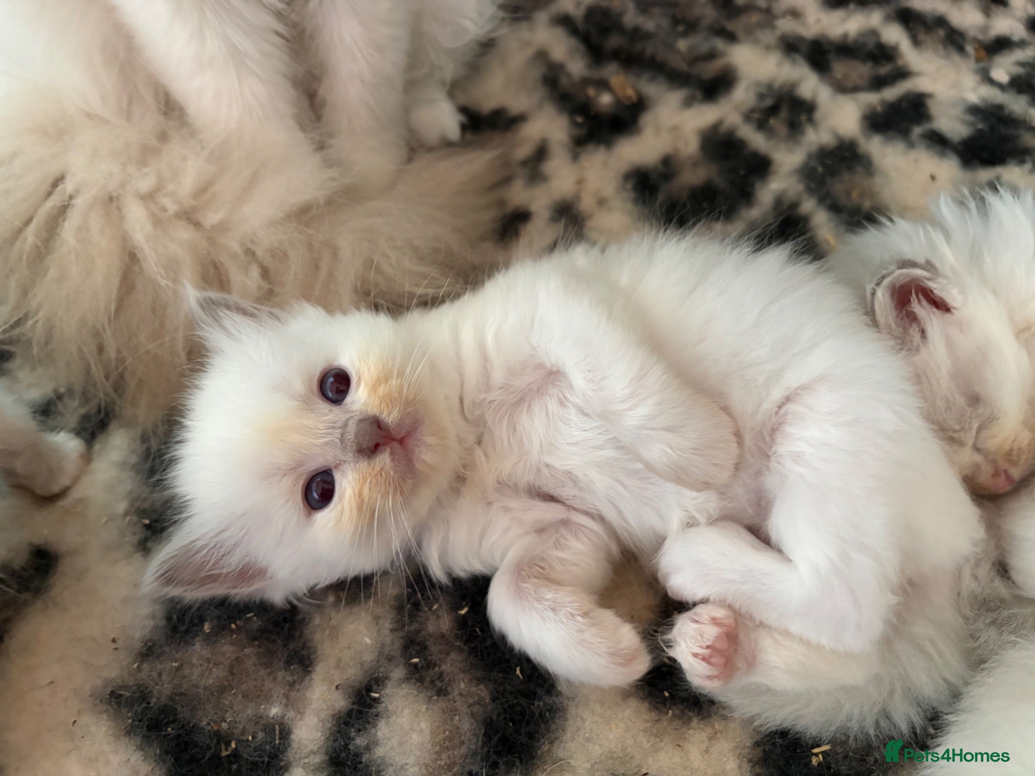 Ragdoll cats Pedigree Ragdoll babies  - Advert 2