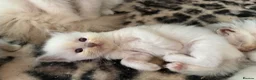 Ragdoll cats for sale: Pedigree Ragdoll babies  - Advert 4