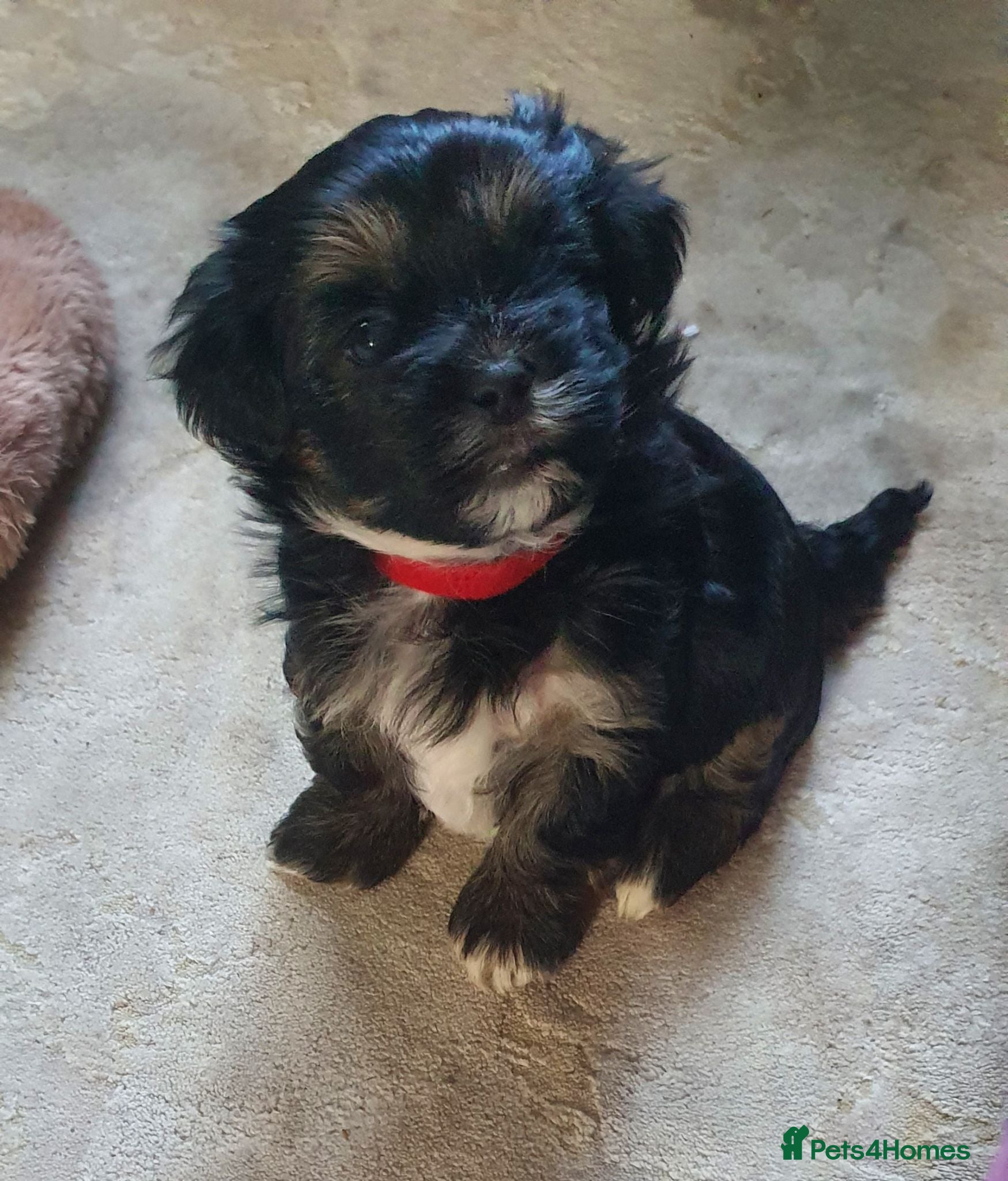 Morkie dogs Adorable Morki Babies  - Advert 1