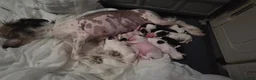 Chinese Crested dogs for sale: Rare Chinese Crested Puppies - Advert 6