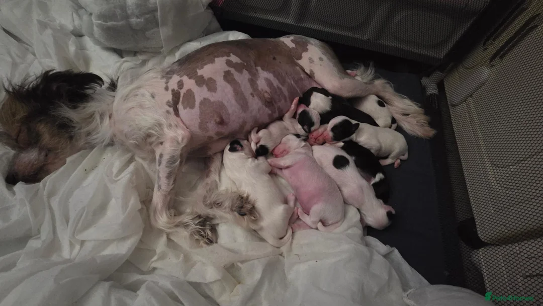 Chinese Crested dogs for sale: Rare Chinese Crested Puppies - Advert 6