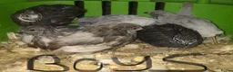Quail poultry for sale: QUAILS,POINT OF LAY CHINESE BUTTONS ! - Advert 8