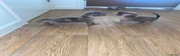 American Bully dogs for sale: 4 pups left ready to leave now - Advert 12