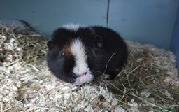 Guinea Pig rodents for sale: Guinea Pig Pair Boys Males Boars Teddy Pigs - Image 3