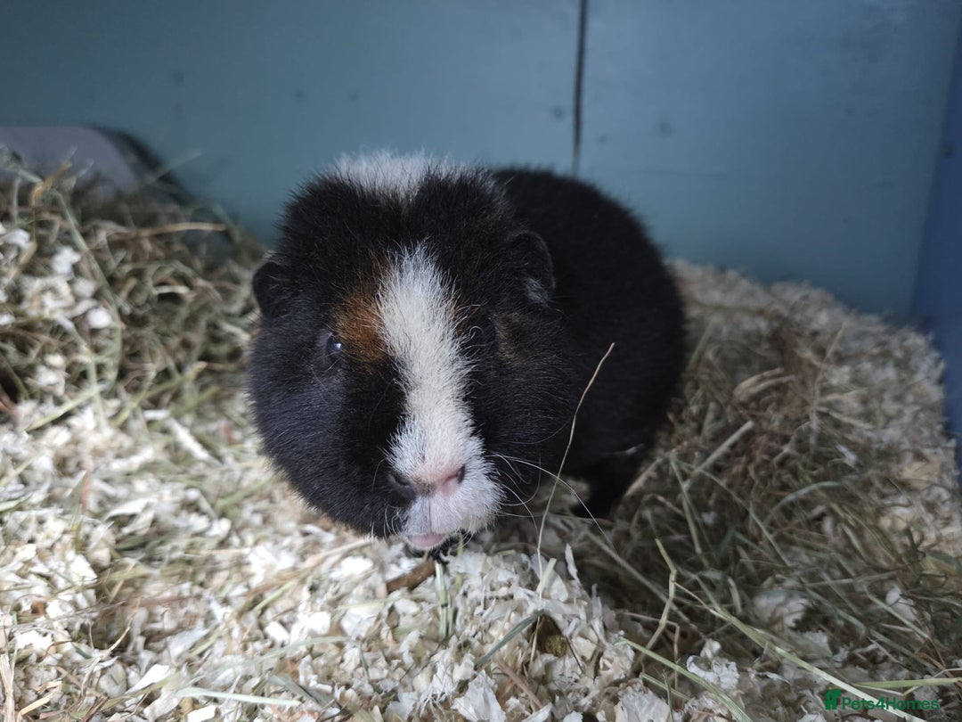 Guinea Pig rodents for sale: Guinea Pig Pair Boys Males Boars Teddy Pigs - Image 3