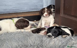 English Springer Spaniel dogs for sale: Beautiful  - Image 10