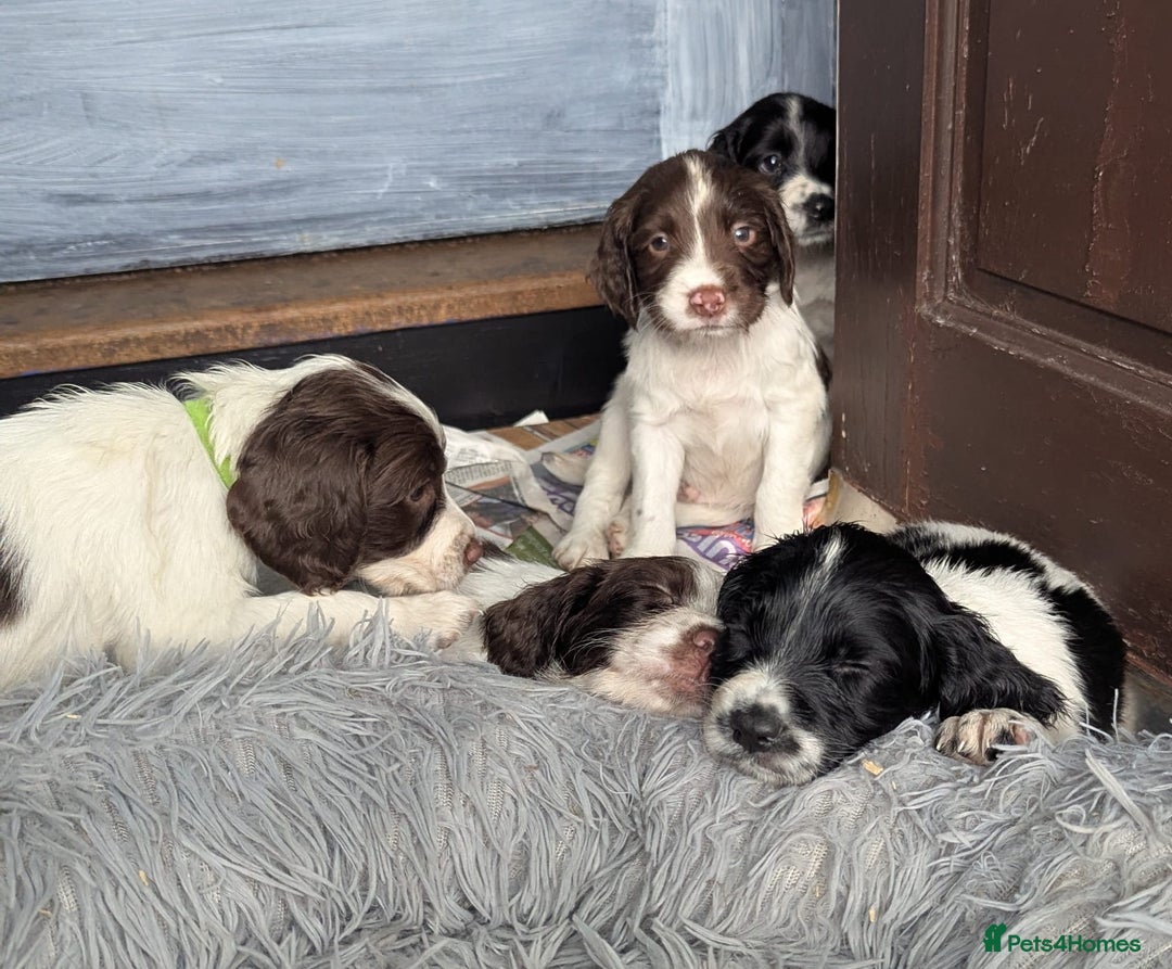 English Springer Spaniel dogs for sale: Beautiful  - Image 10