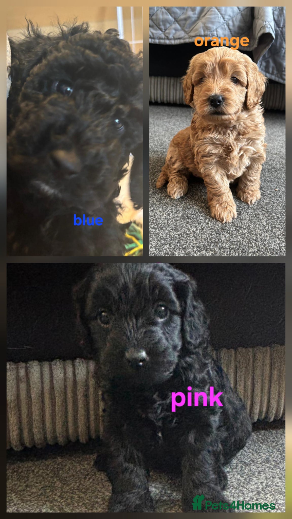 Cockapoo dogs 6 stunning cockerpoo only 1 boy and 2 girls left - Advert 1