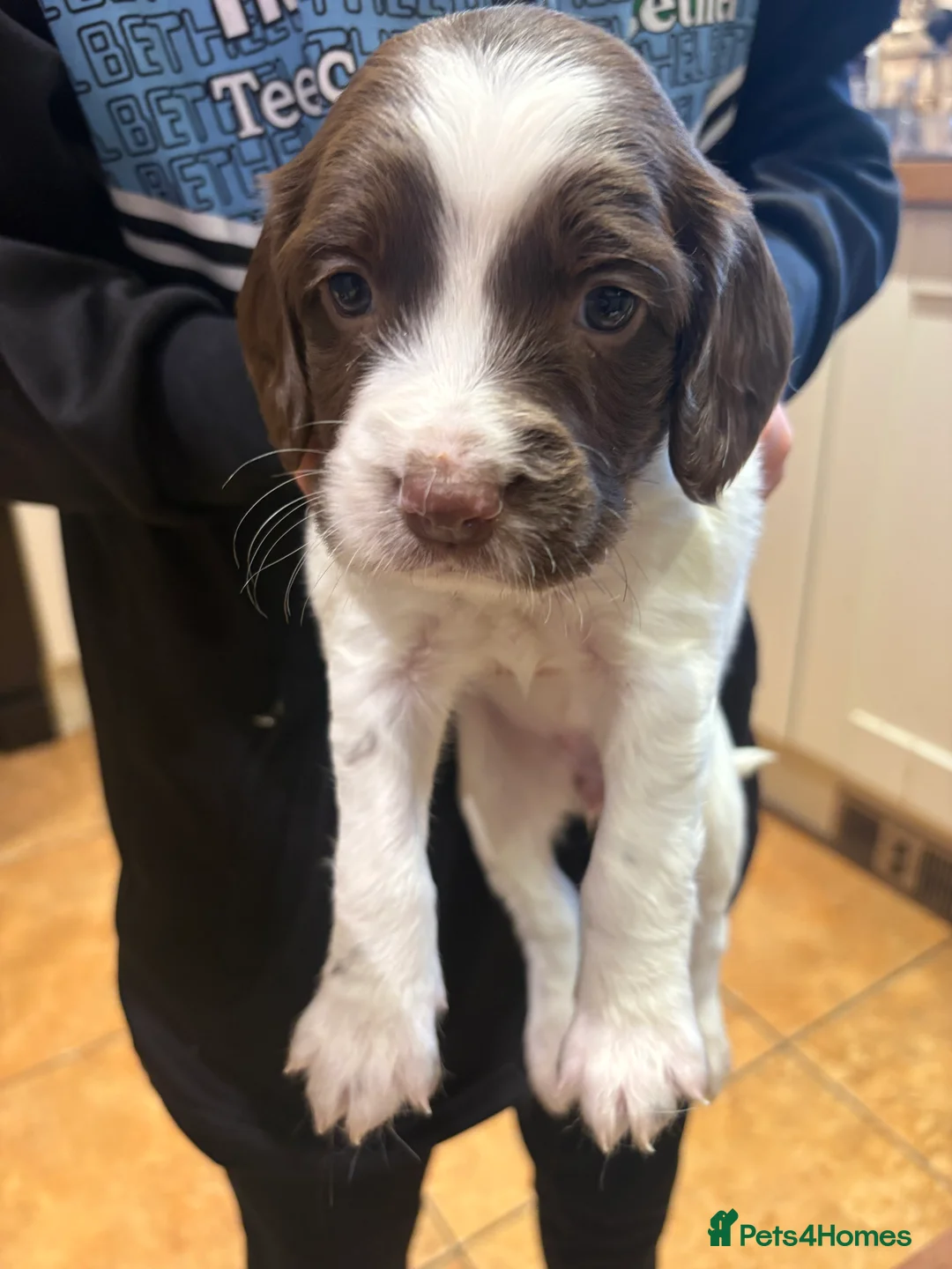 English Springer Spaniel dogs for sale: Springer Spaniels, liver and white, North Wales. - Advert 9