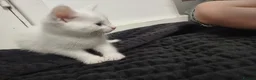Mixed Breed cats for sale: White kittens  in Ipswich - Advert 7
