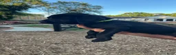 Labrador Retriever dogs for sale: 🐾  Champion Bloodline Health Tested Labradors🐾 - Advert 5
