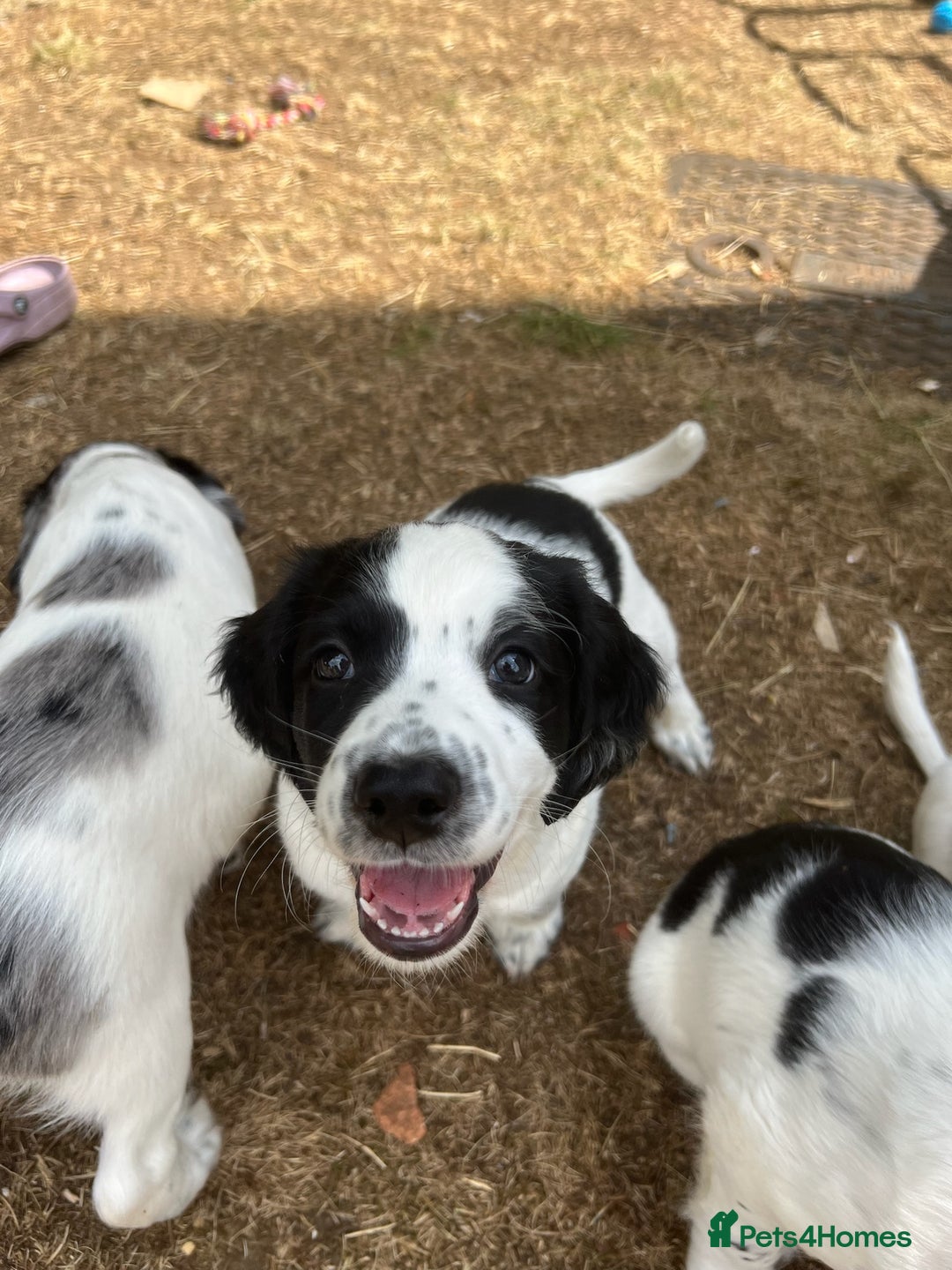 Cocker Spaniel dogs for sale: *Ready Now* Chunky Healthy Working Cocker Spaniels - Image 3